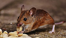organic-and-eco-friendly-pest-solutions Experts in San Francisco